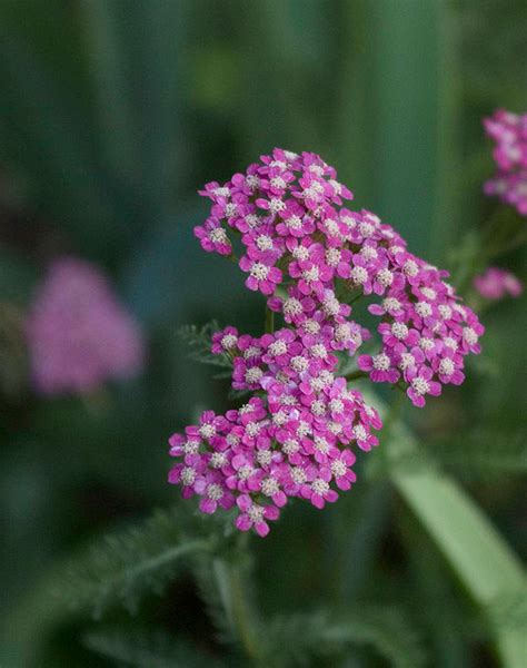 unusually beautiful yarrow flower.